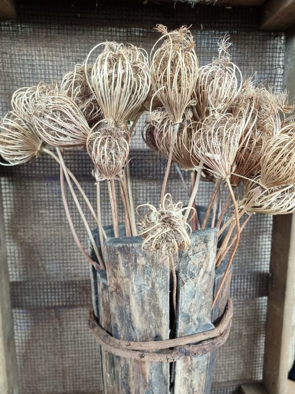 Wilde Möhre Trockenblume Trockenblüte Naturdeko getrocknet im Mrs Greenery Shop bestellen Trockenblumen