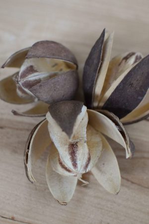 Trockenblume Wildlilie für deine kreativen Naturdekos wie Kränze und Arrangements. Trockenfrucht Trockenblüte kreativsein