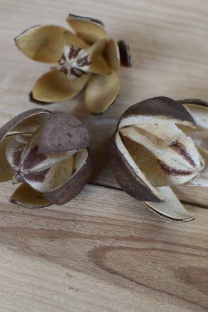 Trockenblume Wildlilie für deine kreativen Naturdekos wie Kränze und Arrangements. Trockenfrucht Trockenblüte kreativsein