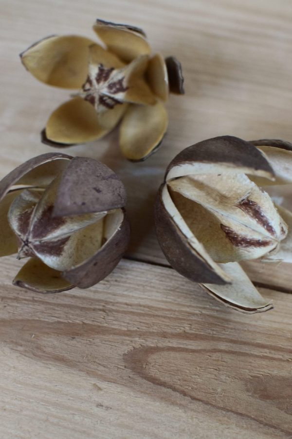Trockenblume Wildlilie für deine kreativen Naturdekos wie Kränze und Arrangements. Trockenfrucht Trockenblüte kreativsein