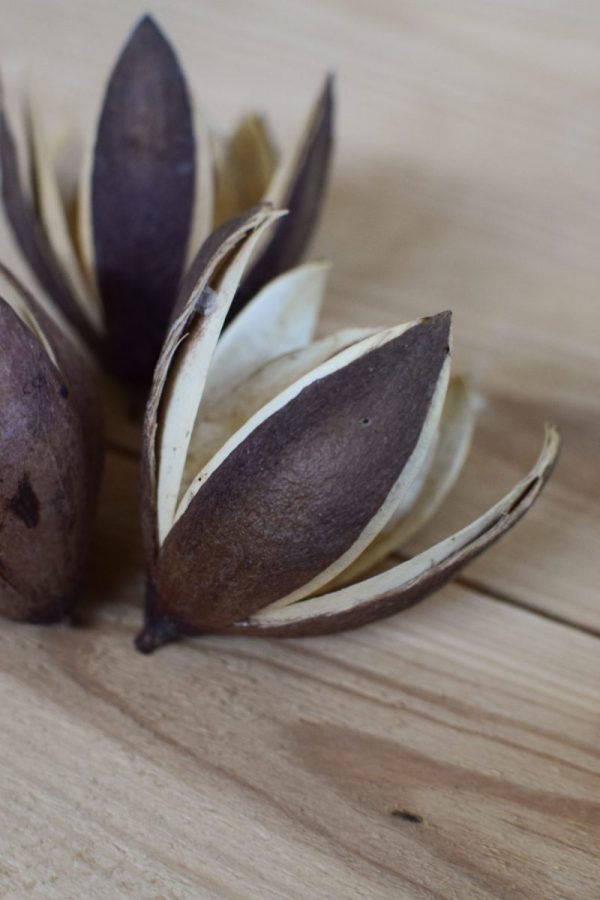 Trockenblume Wildlilie für deine kreativen Naturdekos wie Kränze und Arrangements. Trockenfrucht Trockenblüte kreativsein