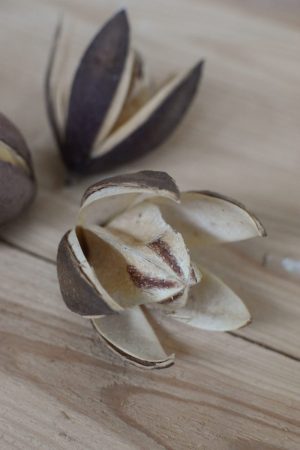 Trockenblume Wildlilie für deine kreativen Naturdekos wie Kränze und Arrangements. Trockenfrucht Trockenblüte kreativsein