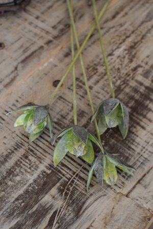 Wildlilie Lilie am Stab getrocknet Trockenblumen im Mrs Greenery Shop bestellen kaufen