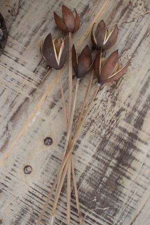 Wildlilie Lilie am Stab getrocknet Trockenblumen im Mrs Greenery Shop bestWildlilie Lilie am Stab getrocknet Trockenblumen im Mrs Greenery Shop bestellen kaufenellen kaufen