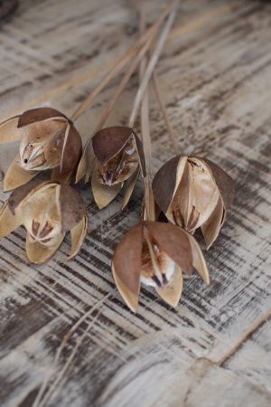 Wildlilie Lilie am Stab getrocknet Trockenblumen im Mrs Greenery Shop bestellen kaufen