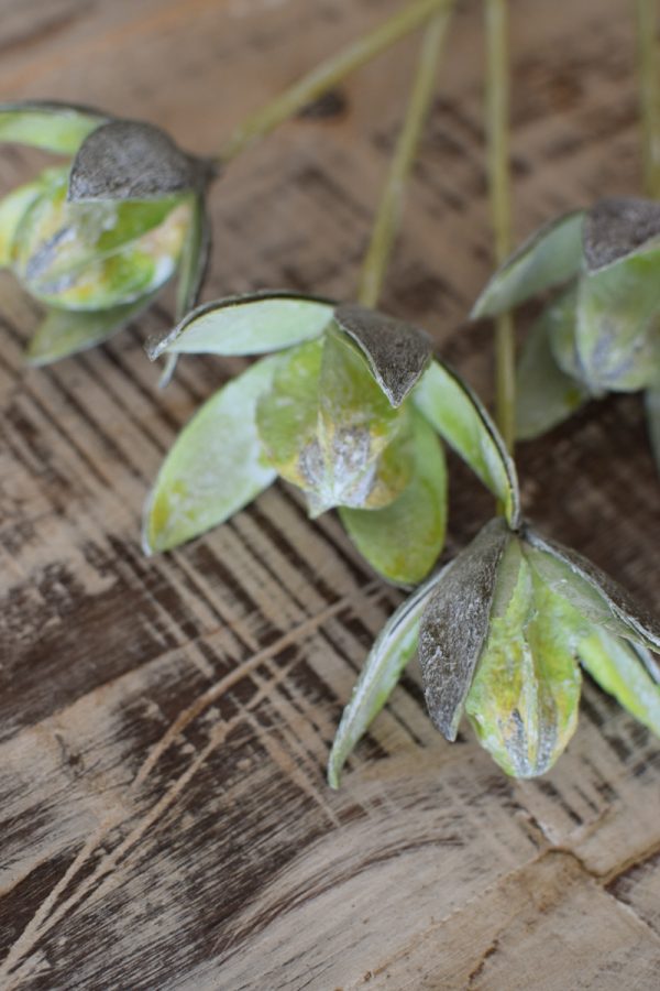 Wildlilie Lilie am Stab getrocknet Trockenblumen im Mrs Greenery Shop bestellen kaufen
