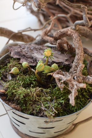 Winterlinge Eranthis Hyemalis im Mrs Greenery Shop bestellen kaufen