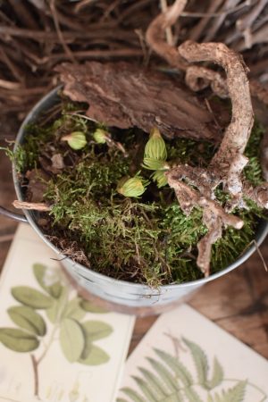 Winterlinge Eranthis Hyemalis im Mrs Greenery Shop bestellen kaufen