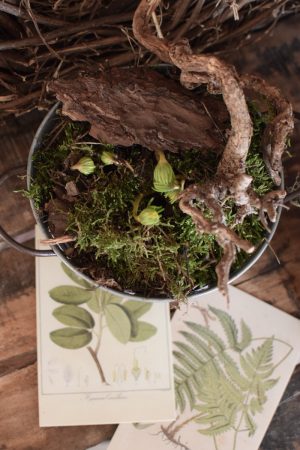 Winterlinge Eranthis Hyemalis im Mrs Greenery Shop bestellen kaufen