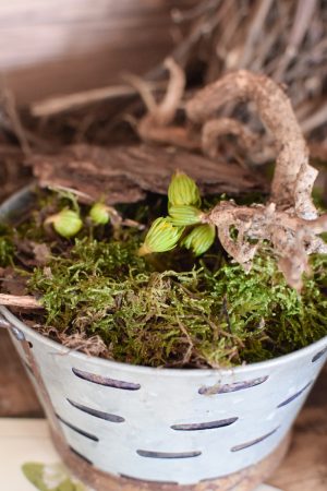 Winterlinge Eranthis Hyemalis im Mrs Greenery Shop bestellen kaufen