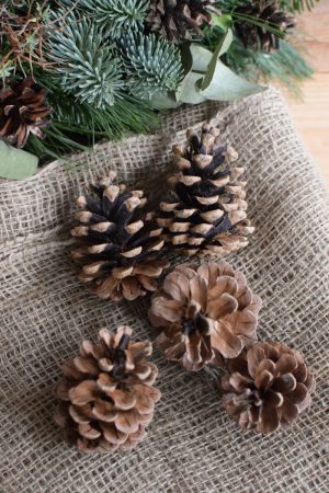 Schwarzkiefer Zapfen Set Dekozapfen Weihnachten Herbst Deko Dekoidee DIY