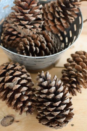 Tannenzapfen Zapfen getrocknet für deine Naturdeko an Weihnachten und im Herbst Dekoidee Naturmaterialien