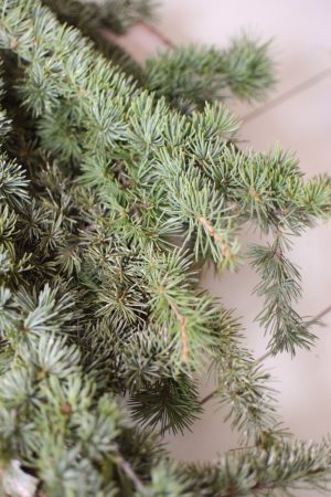 Zeder 1 Handbund Zedernzweige Wintergrün Weihnachtsdeko Winterdeko im Mrs Greenery Shop bestellen