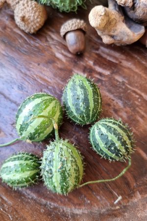 Ziergurke Mini Herbstdeko Naturdeko Dekoidee Herbst im Mrs Greenery Shop bestellen kaufen kreativsein