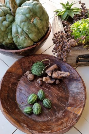 Ziergurke Mini Herbstdeko Naturdeko Dekoidee Herbst im Mrs Greenery Shop bestellen kaufen kreativsein