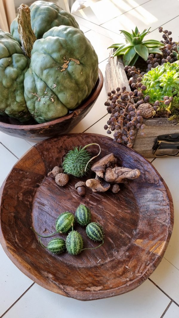Ziergurke Mini Herbstdeko Naturdeko Dekoidee Herbst im Mrs Greenery Shop bestellen kaufen kreativsein