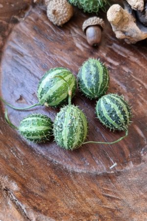 Ziergurke Mini Herbstdeko Naturdeko Dekoidee Herbst im Mrs Greenery Shop bestellen kaufen kreativsein