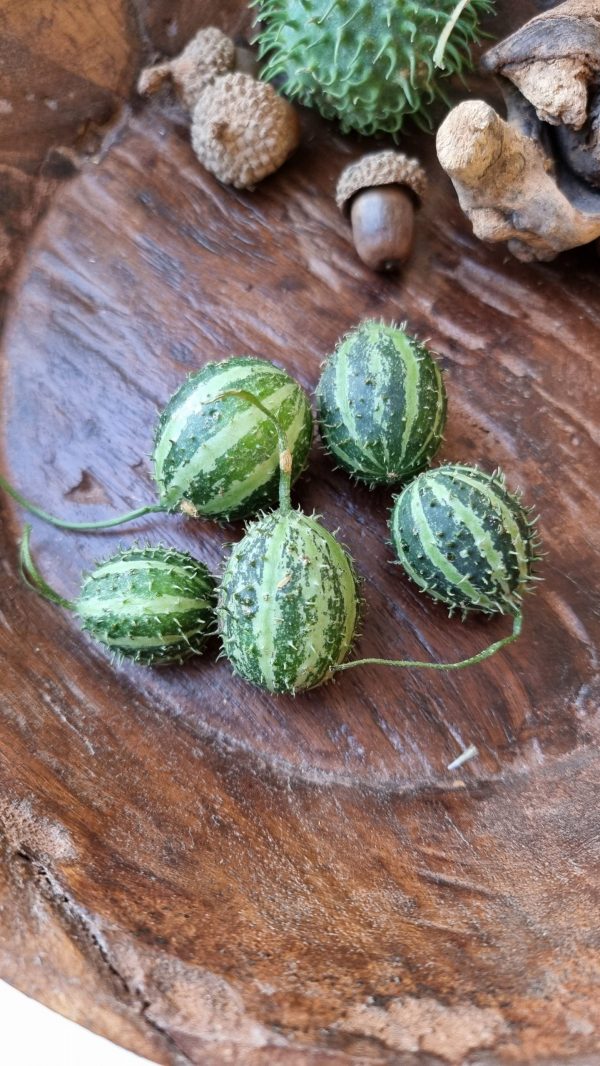 Ziergurke Mini Herbstdeko Naturdeko Dekoidee Herbst im Mrs Greenery Shop bestellen kaufen kreativsein