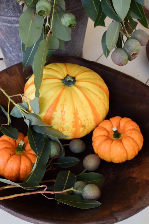 Zierkürbis Orange Beauty groß – Bild 3
