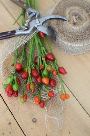 Zierpfeffer Pfeffer im Bund Dekopfeffer rot orange. Kranzbinden Kreativsein im Mrs Greenery Shop bestellen kaufen