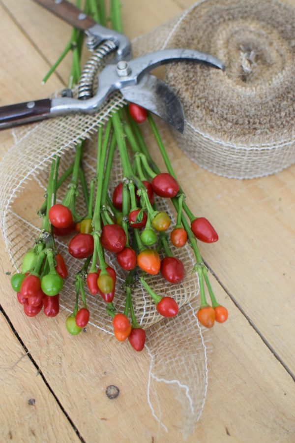 Zierpfeffer Pfeffer im Bund Dekopfeffer rot orange. Kranzbinden Kreativsein im Mrs Greenery Shop bestellen kaufen