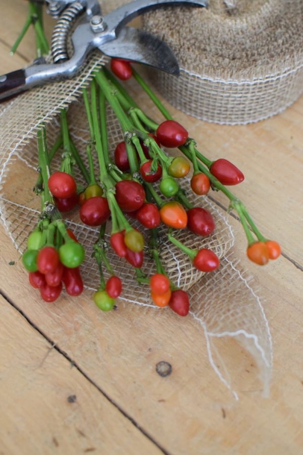 Zierpfeffer Pfeffer im Bund Dekopfeffer rot orange. Kranzbinden Kreativsein im Mrs Greenery Shop bestellen kaufen