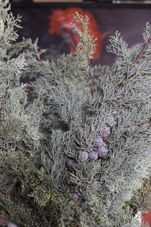 Zypresse Arizona Wintergrün frisch Kranzbinden Winterdeko Herbstdeko kreativsein im Mrs Greenery Shop bestellen kaufen