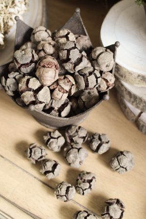 Zypressen Zapfen Zypressenkugel Naturdeko Zapfendeko Naturmaterial im Mrs Greenery Shop bestellen kaufen