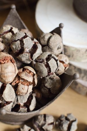 Zypressen Zapfen Zypressenkugel Naturdeko Zapfendeko Naturmaterial im Mrs Greenery Shop bestellen kaufen