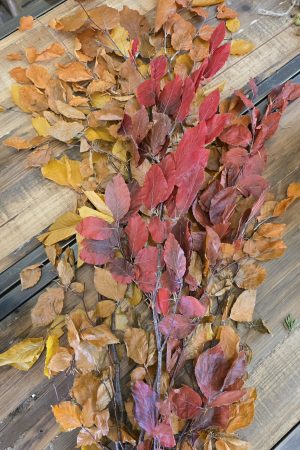 buchenzweige herbstdeko konserviert gefärbt im Mrs greenery shop bestellen kaufen