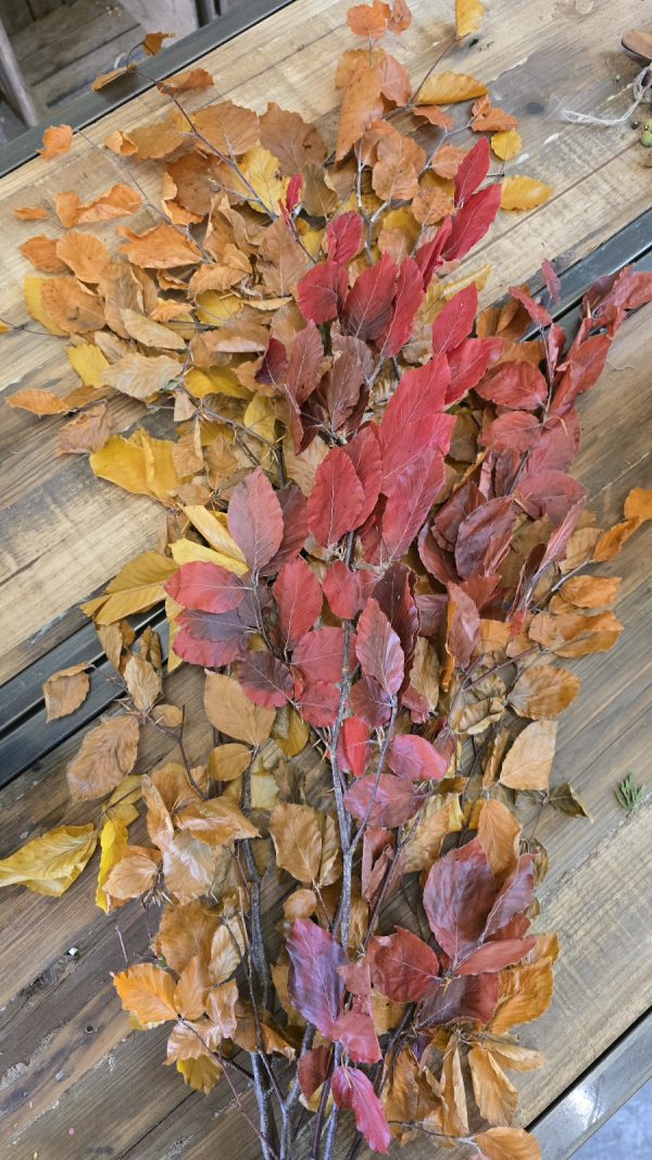 buchenzweige herbstdeko konserviert gefärbt im Mrs greenery shop bestellen kaufen