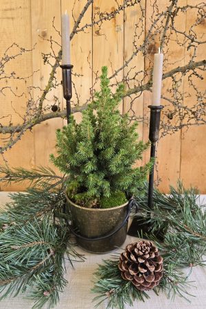 Minitanne-tanne-topf-zuckerhutfichte-mrs-greenery-bestellen-kaufen-weihnachten
