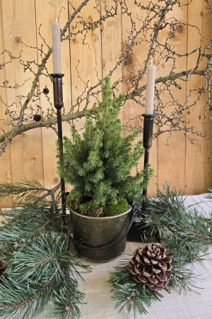 Minitanne-tanne-topf-zuckerhutfichte-mrs-greenery-bestellen-kaufen-weihnachten