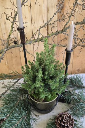 Minitanne-tanne-topf-zuckerhutfichte-mrs-greenery-bestellen-kaufen-weihnachten