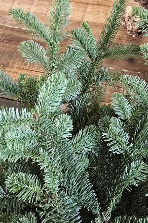 nobilis tanne tannengrün wintergrün tannenzweige im mrs greenery shop bestellen kaufen