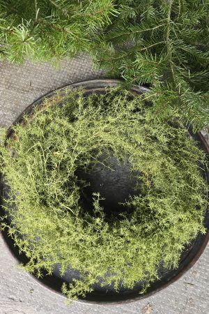 tannenkranz kranz winterkranz weihnachtskranz nordmann nobilis asparagus grün fertigkranz fertig gebunden im mrs greenery shop bestellen kaufen