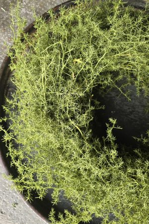 tannenkranz kranz winterkranz weihnachtskranz nordmann nobilis asparagus grün fertigkranz fertig gebunden im mrs greenery shop bestellen kaufen