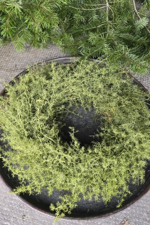 tannenkranz kranz winterkranz weihnachtskranz nordmann nobilis asparagus grün fertigkranz fertig gebunden im mrs greenery shop bestellen kaufen