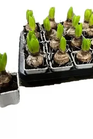 Hyazinthe weiss bluehen Zwiebelpflanze Fruehlingsblueher Topfpflanze im Mrs Greenery Shop bestellen