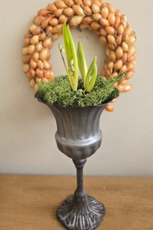 Sibirischer Blaustern Scilla Frühlingsblüher Frühlingsdeko im Mrs Greenery Shop bestellen kaufen