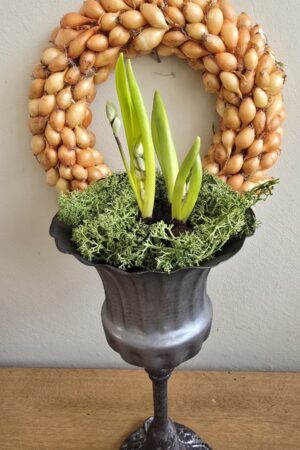 Sibirischer Blaustern Scilla Frühlingsblüher Frühlingsdeko im Mrs Greenery Shop bestellen kaufen