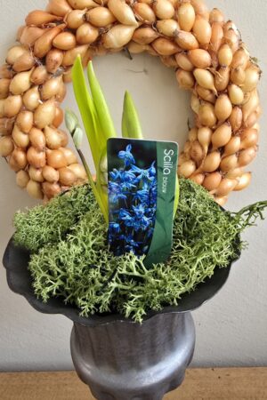 Sibirischer Blaustern Scilla Frühlingsblüher Frühlingsdeko im Mrs Greenery Shop bestellen kaufen