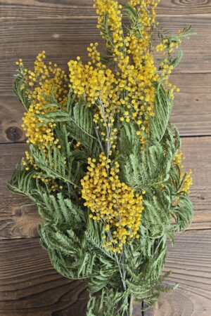 mimose getrocknet gelb im Mrs Greenery Shop bestellen kaufen