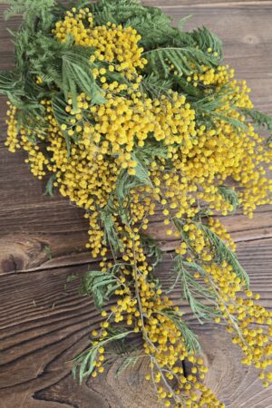 mimose getrocknet gelb im Mrs Greenery Shop bestellen kaufen