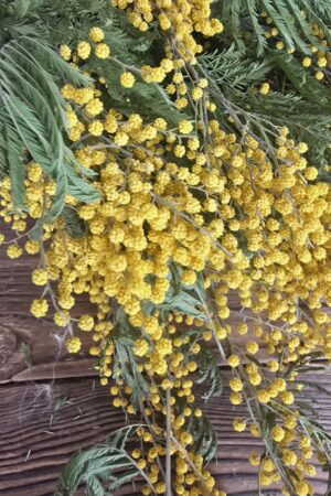 mimose getrocknet gelb im Mrs Greenery Shop bestellen kaufen
