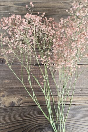 schleierkraut getrocknet apricot im Mrs Greenery Shop bestellen kaufen