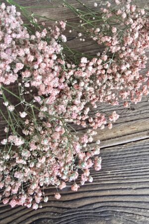 schleierkraut getrocknet apricot im Mrs Greenery Shop bestellen kaufen