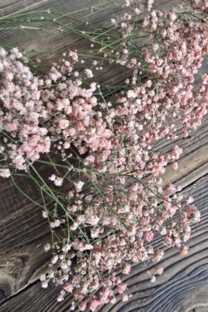 schleierkraut getrocknet apricot im Mrs Greenery Shop bestellen kaufen