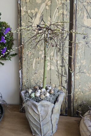 Weidekätzchen Stamm Baum Topfpflanze Salix im Mrs Greenery Shop bestellen kaufen