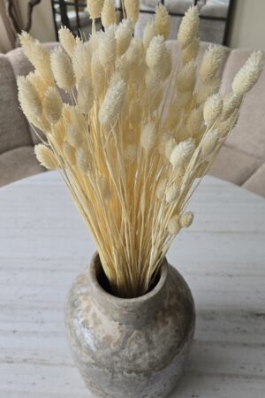 phalaris creme weiss getrocknet trockenblumen im mrs greenery Shop bestellen kaufen naturdeko